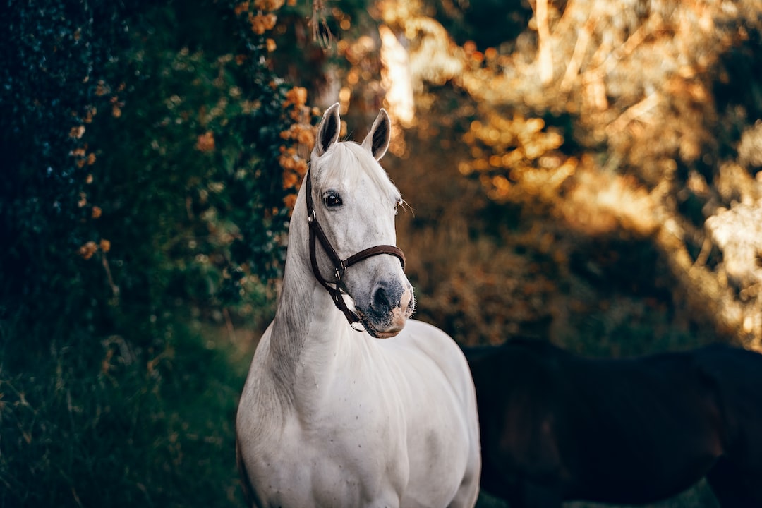 Środki uspokajające dla koni: zapewnij twojemu towarzyszowi spokojne chwile!